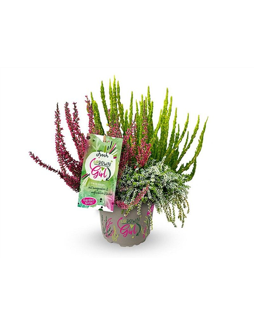 Calluna vulgaris Gardengirls® Up Down Girls® Fresh