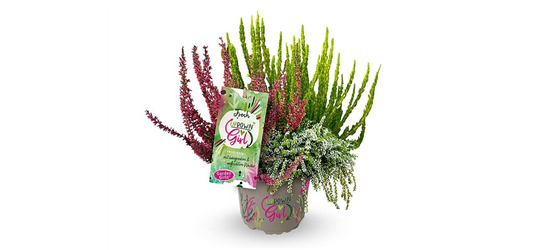 Calluna vulgaris Gardengirls® Up Down Girls® Fresh