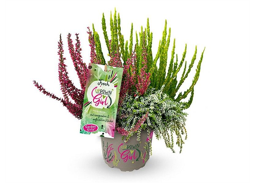 Calluna vulgaris Gardengirls® Up Down Girls® Fresh