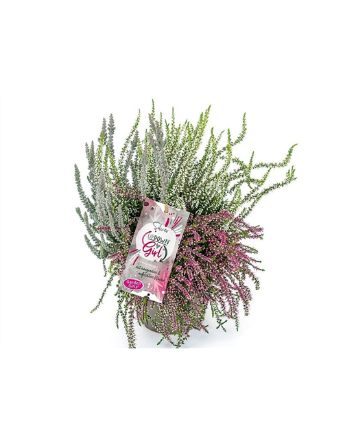 Calluna vulgaris Gardengirls® Up Down Girls® Silver