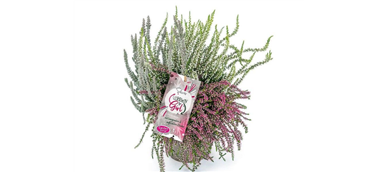 Calluna vulgaris Gardengirls® Up Down Girls® Silver