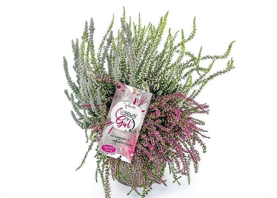 Calluna vulgaris Gardengirls® Up Down Girls® Silver