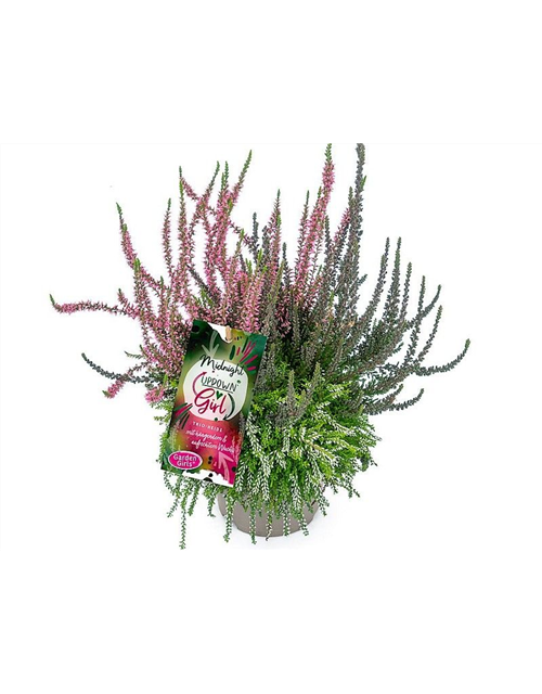 Calluna vulgaris Gardengirls® Up Down Girls® Midnight