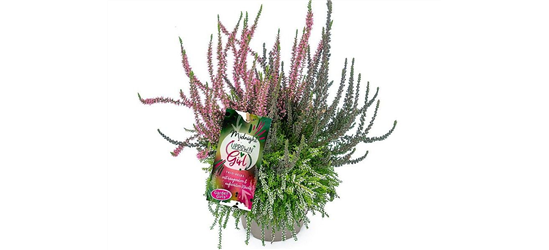 Calluna vulgaris Gardengirls® Up Down Girls® Midnight