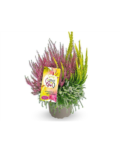 Calluna vulgaris Gardengirls® Up Down Girls® Sunny