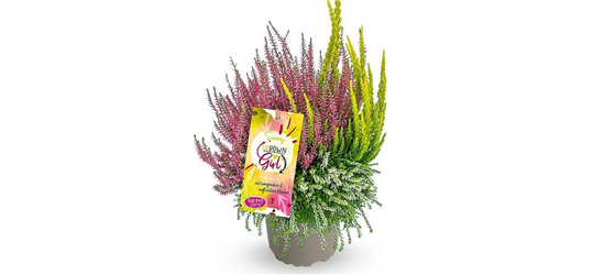 Calluna vulgaris Gardengirls® Up Down Girls® Sunny