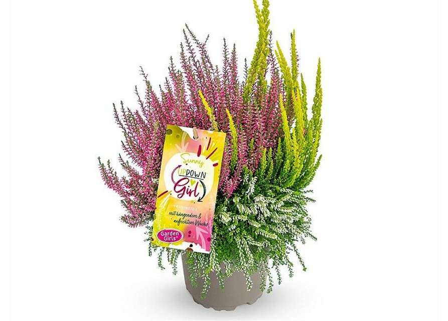 Calluna vulgaris Gardengirls® Up Down Girls® Sunny