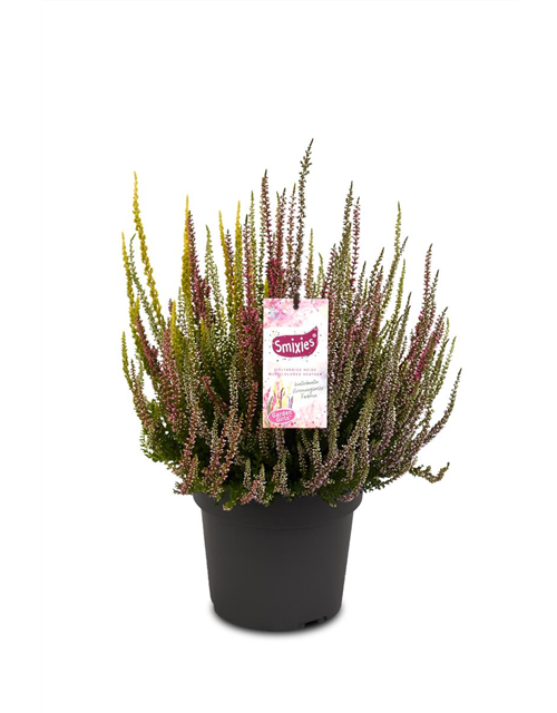 Calluna vulgaris Gardengirls® Smixies®