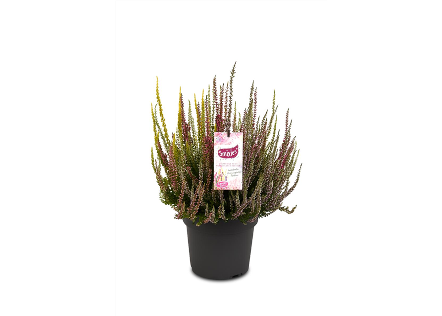 Calluna vulgaris Gardengirls® Smixies®