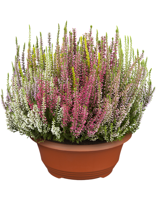 Calluna vulgaris Gardengirls® Smixies®