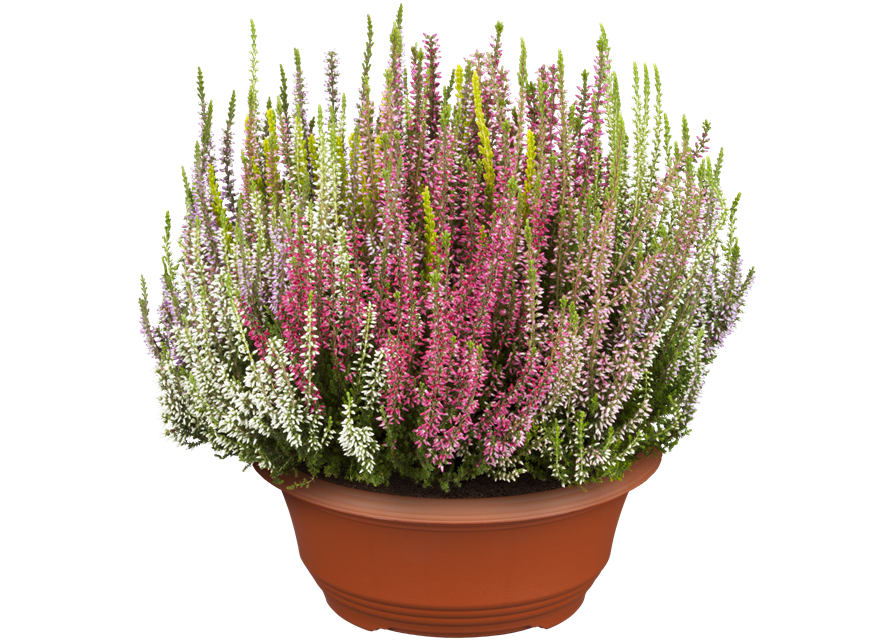 Calluna vulgaris Gardengirls® Smixies®