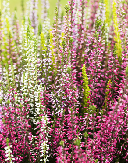 Calluna vulgaris Gardengirls® Smixies®