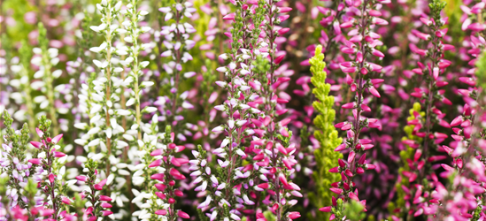 Calluna vulgaris Gardengirls® Smixies®