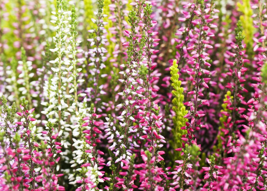 Calluna vulgaris Gardengirls® Smixies®