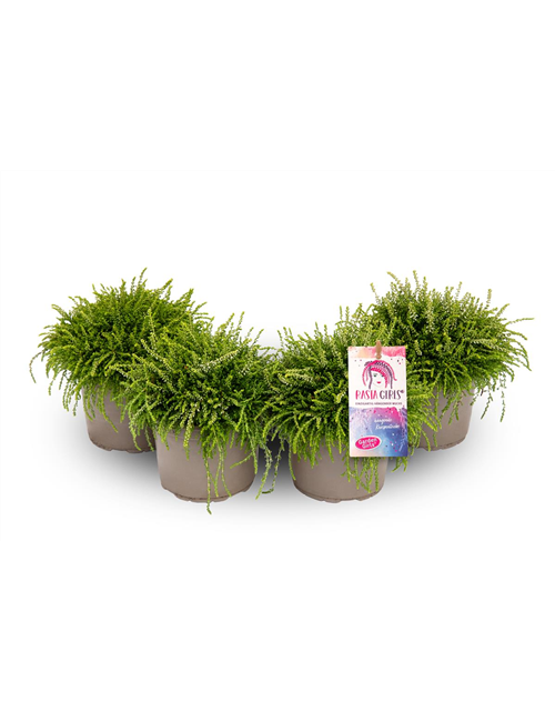 Calluna vulgaris Gardengirls® Rasta Girls® weiß