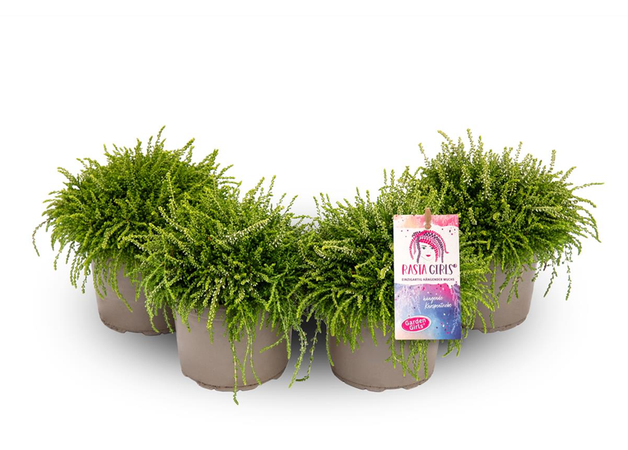 Calluna vulgaris Gardengirls® Rasta Girls® weiß