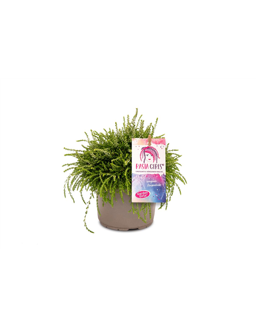 Calluna vulgaris Gardengirls® Rasta Girls® weiß