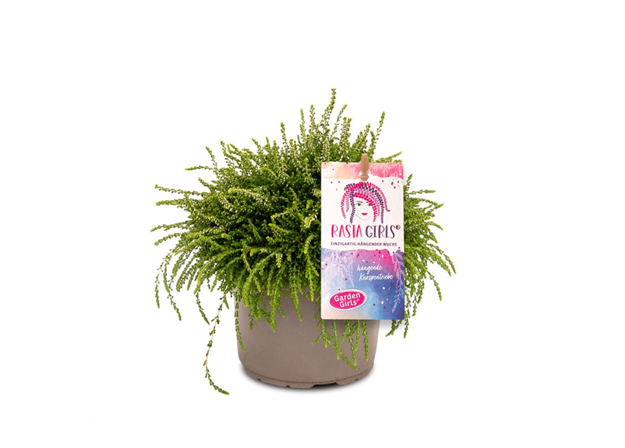 Calluna vulgaris Gardengirls® Rasta Girls® weiß