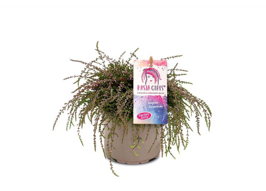 Calluna vulgaris Gardengirls® Rasta Girls® rot