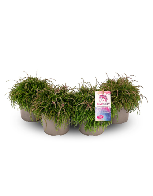 Calluna vulgaris Gardengirls® Rasta Girls® rosa