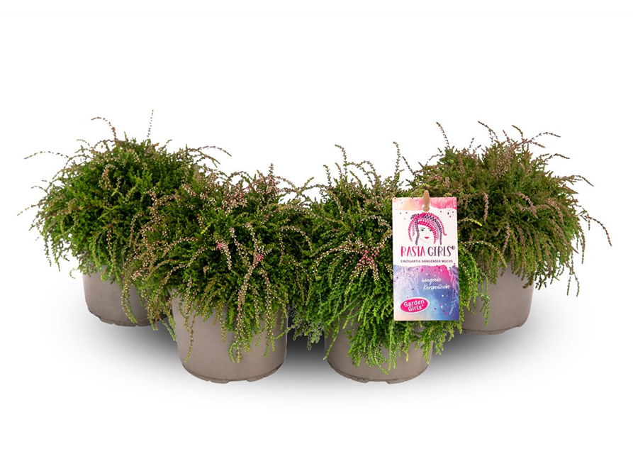 Calluna vulgaris Gardengirls® Rasta Girls® rosa