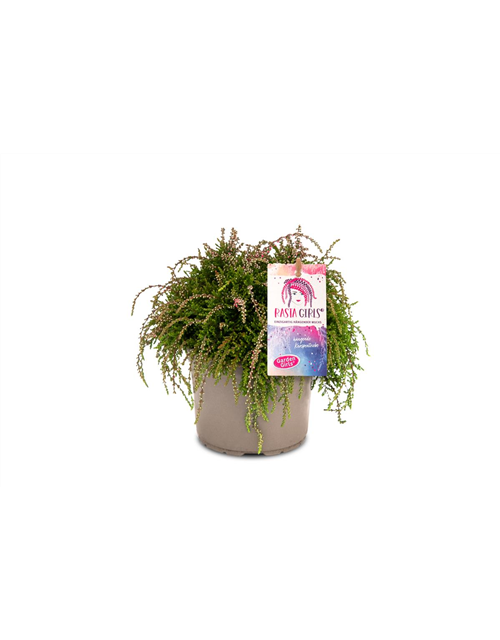 Calluna vulgaris Gardengirls® Rasta Girls® rosa