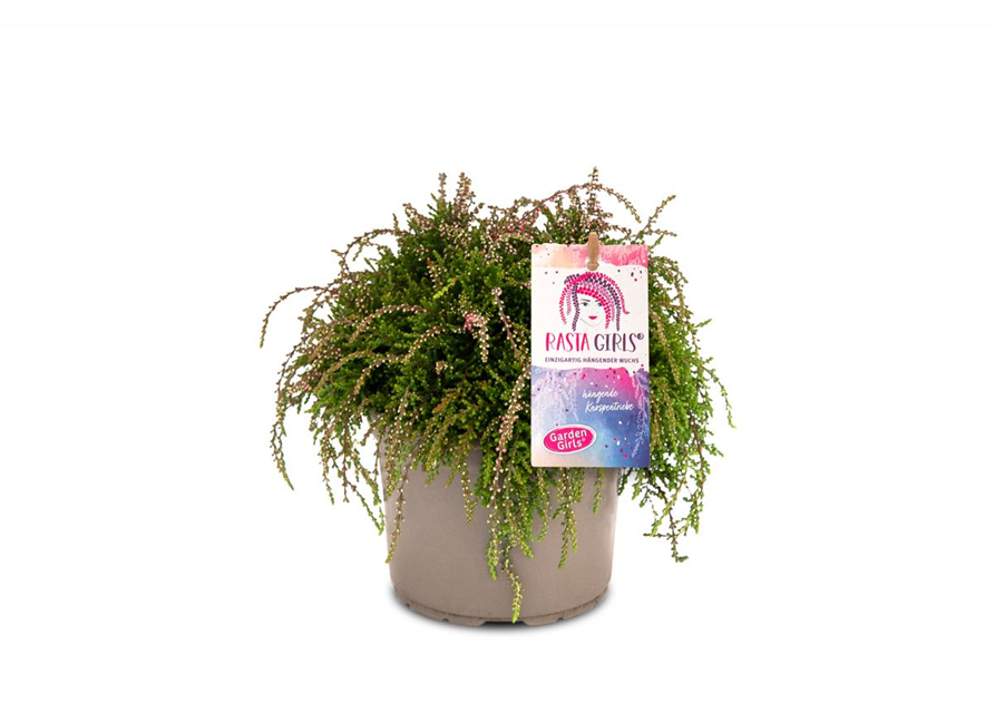 Calluna vulgaris Gardengirls® Rasta Girls® rosa