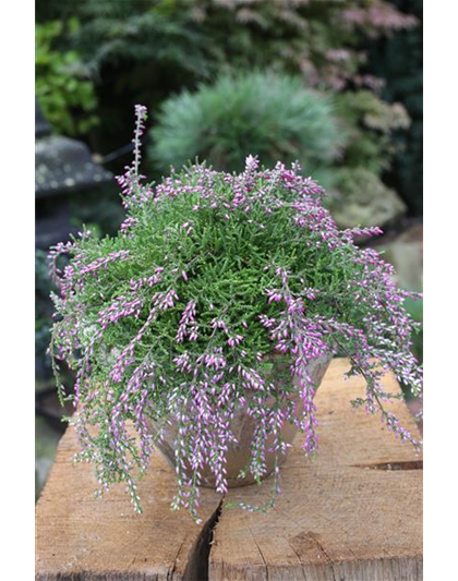 Calluna vulgaris Gardengirls® Rasta Girls® rosa