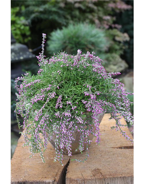 Calluna vulgaris Gardengirls® Rasta Girls® rosa