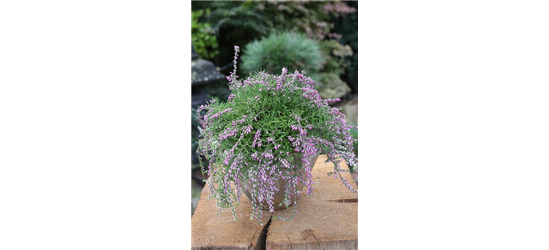 Calluna vulgaris Gardengirls® Rasta Girls® rosa