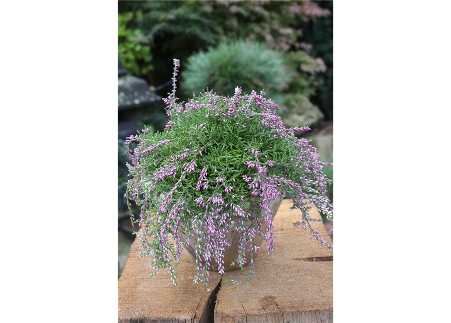 Calluna vulgaris Gardengirls® Rasta Girls® rosa