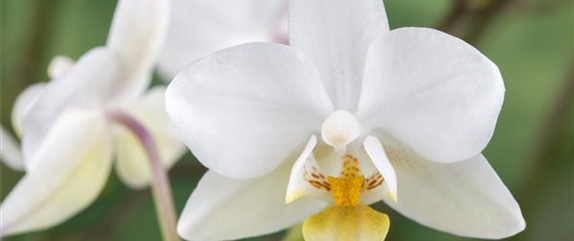 Das A und O beim Orchideen pflegen - Die richtige Wassermenge