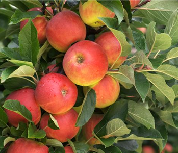 Säulenobst pflanzen – frische Früchte direkt vor der Haustür