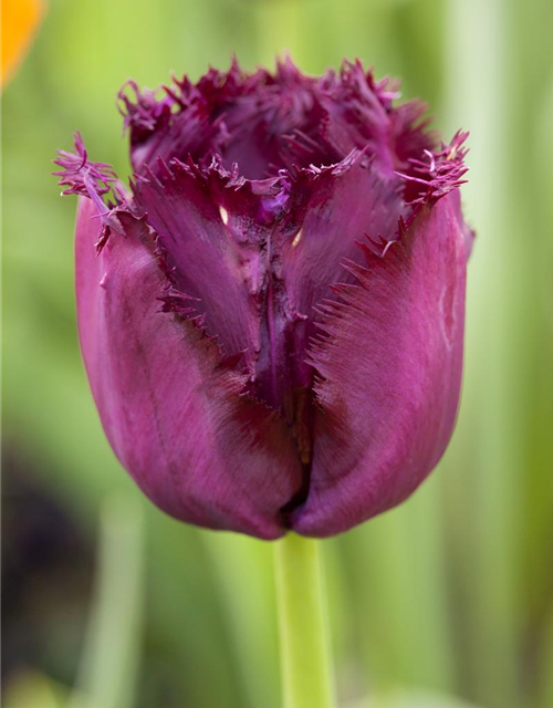 Crispa-Tulpe 'Gorilla'