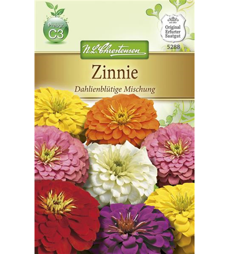 Dahlienblütige Zinnie-Samen