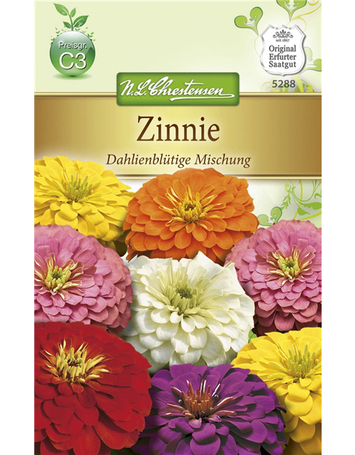 Dahlienblütige Zinnie-Samen