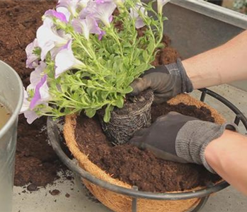 Hanging Basket - Bepflanzen