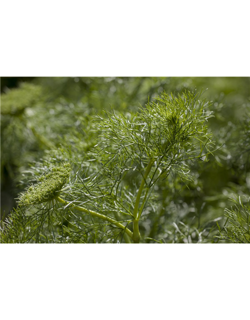 Dill 'Aromatischer'