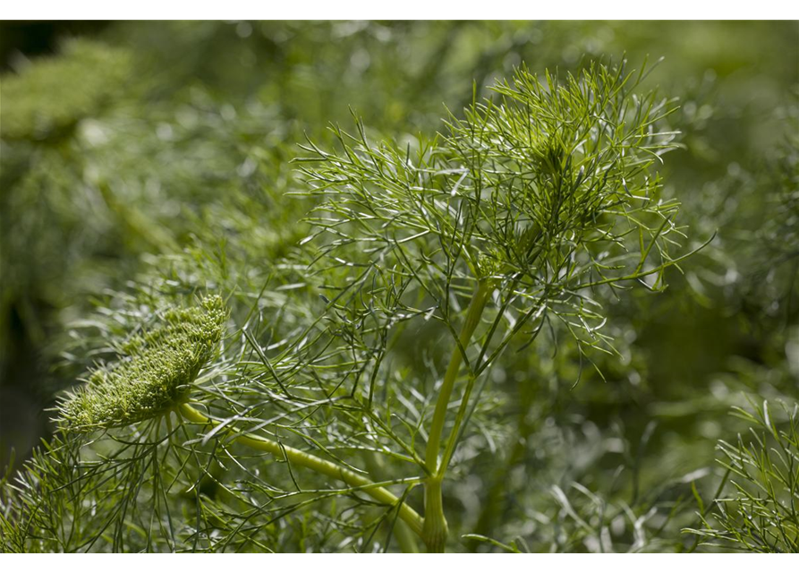 Dill 'Aromatischer'