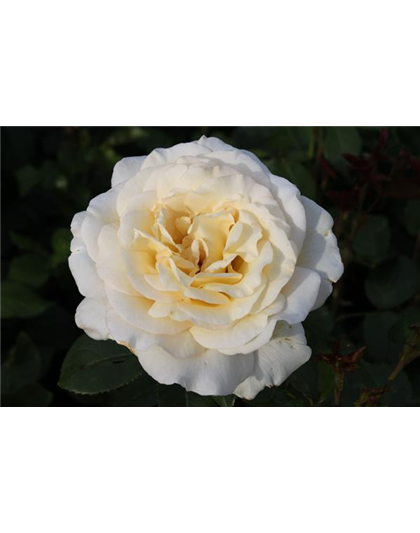 Edelrose 'Anastasia'®