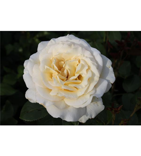 Edelrose 'Anastasia'®