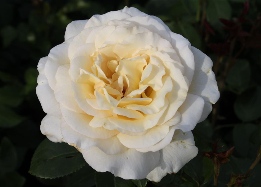 Edelrose 'Anastasia'®