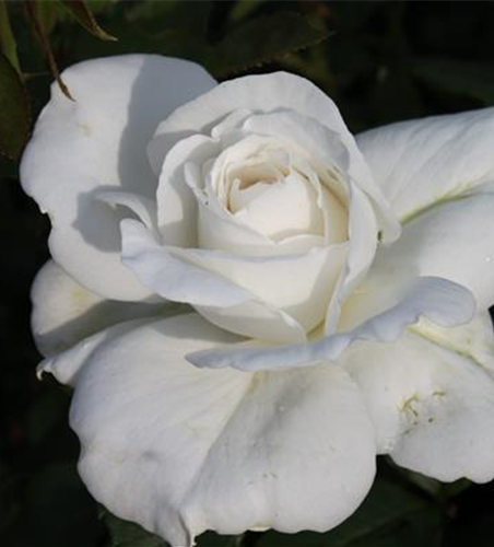 Edelrose 'Annapurna'®