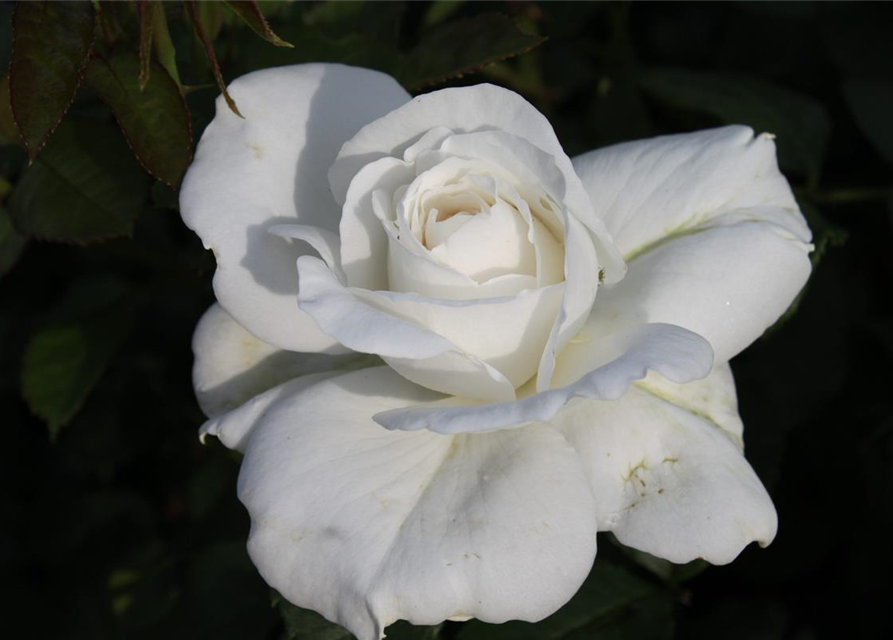 Edelrose 'Annapurna'®