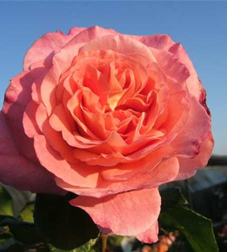 Edelrose 'Augusta Luise'®