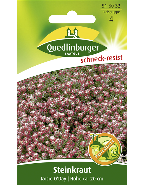 Duftsteinrichsamen 'Rosie O´Day'