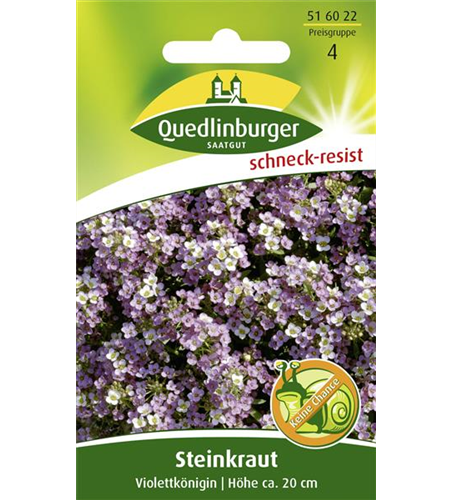 Duftsteinrichsamen 'Violettkönigin'