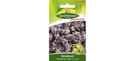 Duftsteinrichsamen 'Violettkönigin'