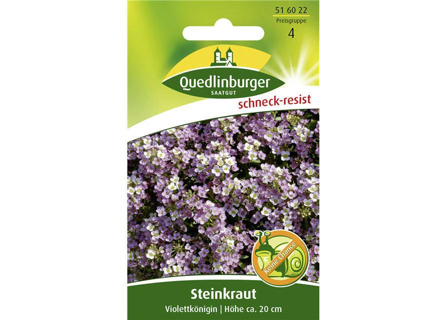 Duftsteinrichsamen 'Violettkönigin'