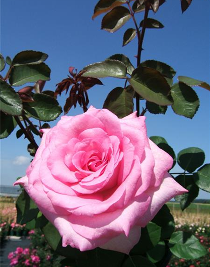 Edelrose 'Beverly'®